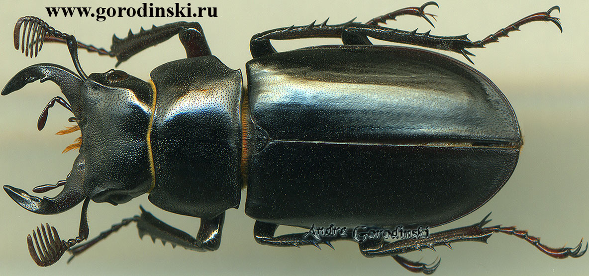 http://www.gorodinski.ru/lucanidae/Lucanus xerxes.jpg